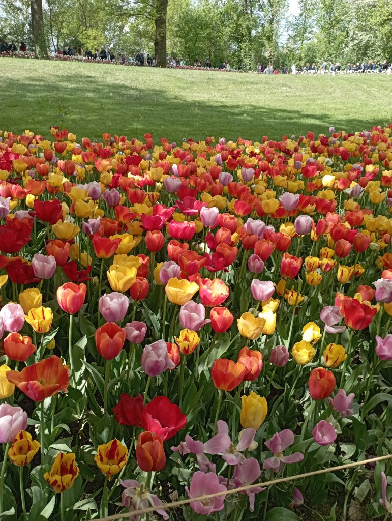 Ammirare le distese di tulipani senza dover andare in Olanda!
