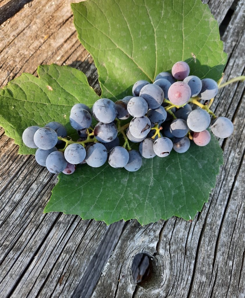 Il mese di vendemmia. La nostra Uva fragolina, dolcissima