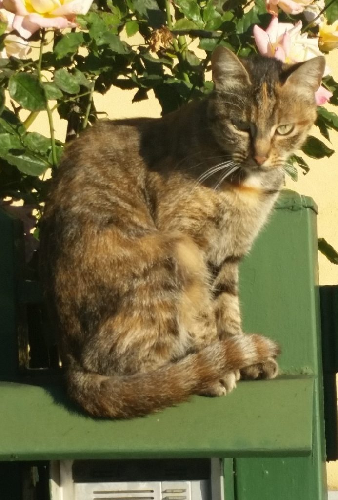 avere un amico a quattro zampe che ti resta vicino anche quando famiglia e amici ti lasciano sola nei momenti difficili