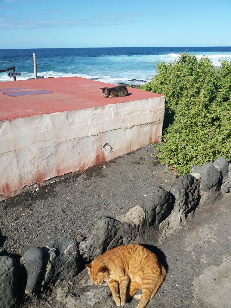 rilassarmi insieme ai serafici mici di Lanzarote