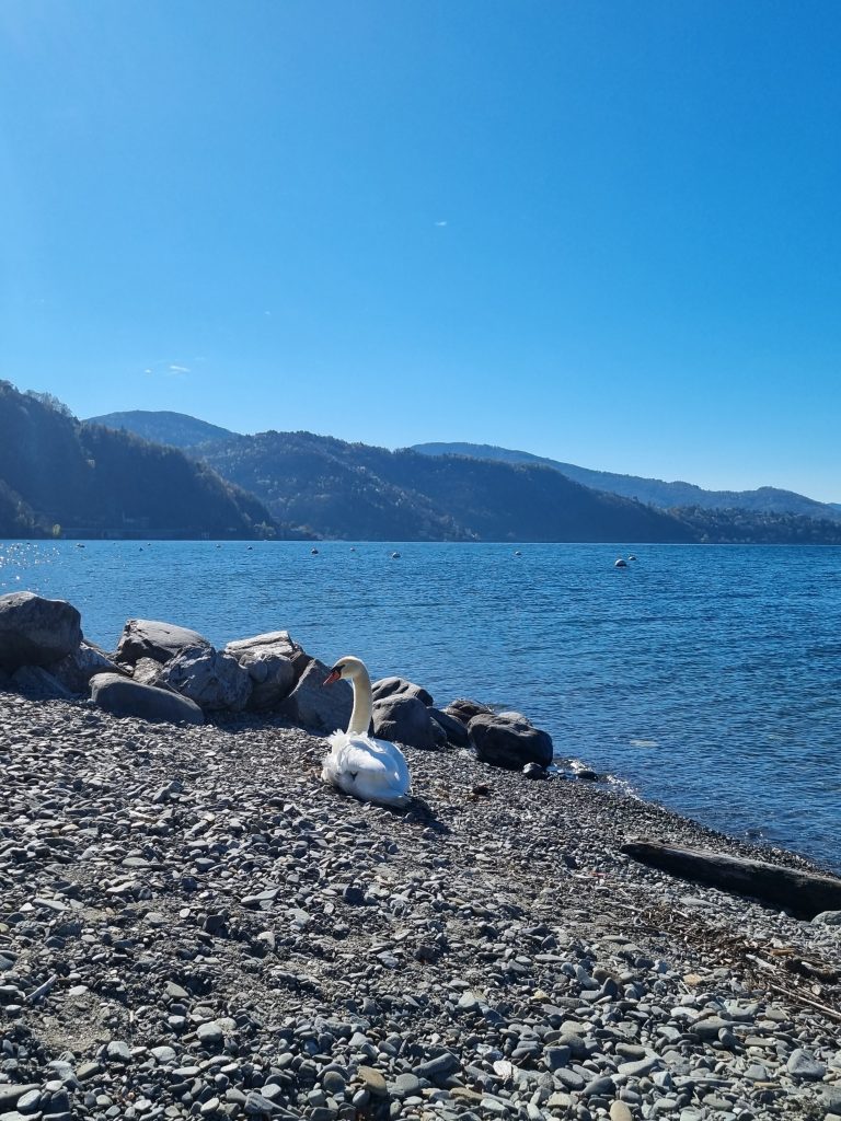 Ammirare nelle prime ore del mattino, il fascino del lago e le sue sfumature di azzurro.