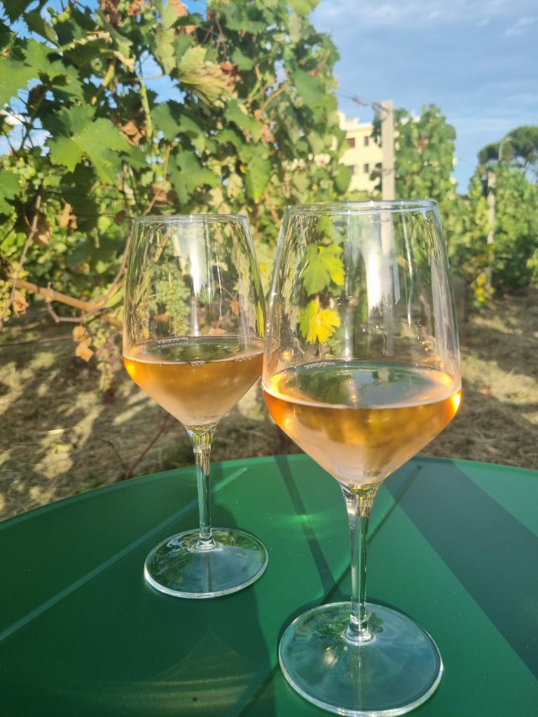 Acquistare i vini dal produttore di fiducia e degustarli direttamente in vigna.
