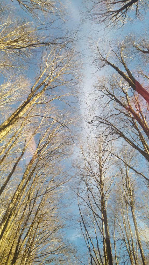 ...distendersi ai piedi di alberi secolari e sentirsi abbracciare dal soffio di luce che li attraversa provando una sensazione di protezione e di pace interiore.
