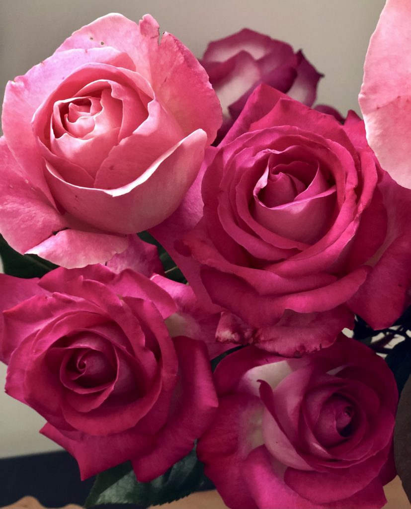 Coltivare le mie rose... un tripudio di colori che fanno bene all'anima!