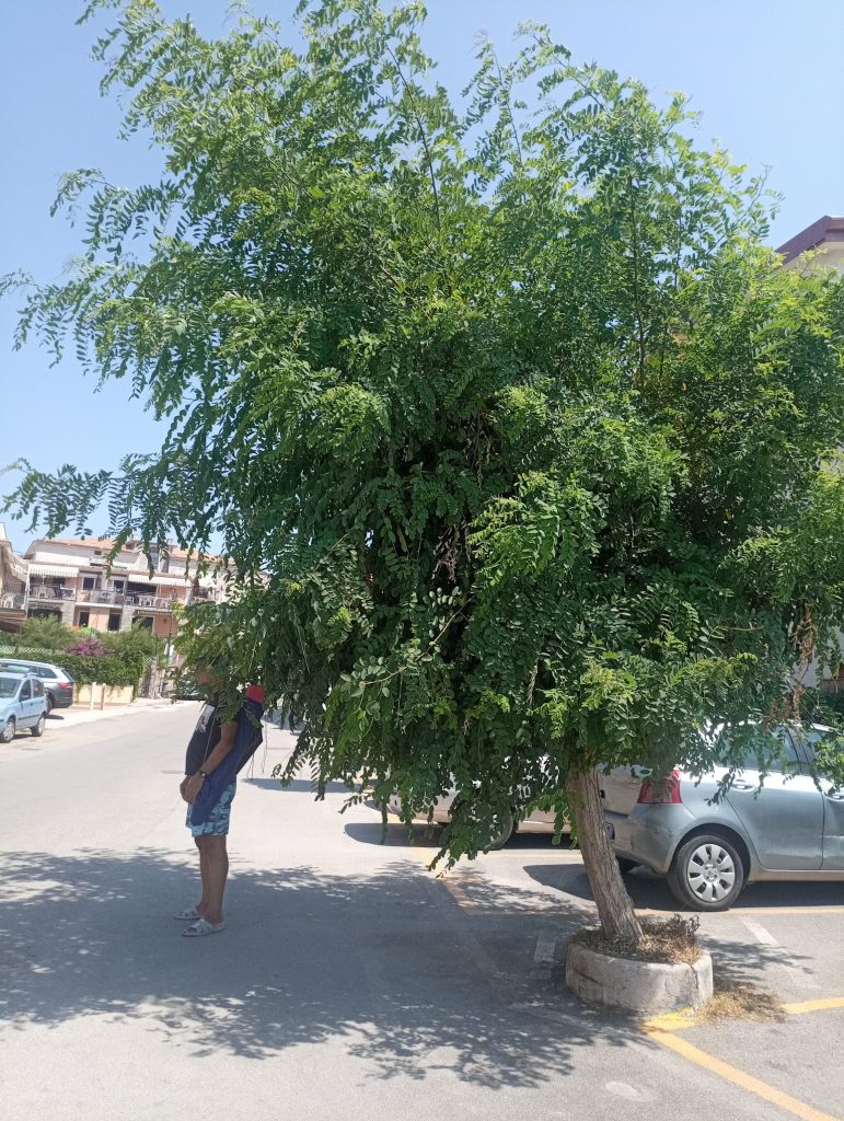 °il mio benessere .un albero che mi da fresco pensiamo bene prima di abbatterli