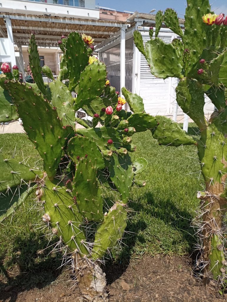 IL MIO BENESSERE E' LA NATURA CHE CI DIMOSTRA CHE DALLE SPINE PUO' NASCERE UN FIORE..ESEMPIO PER TUTTI.