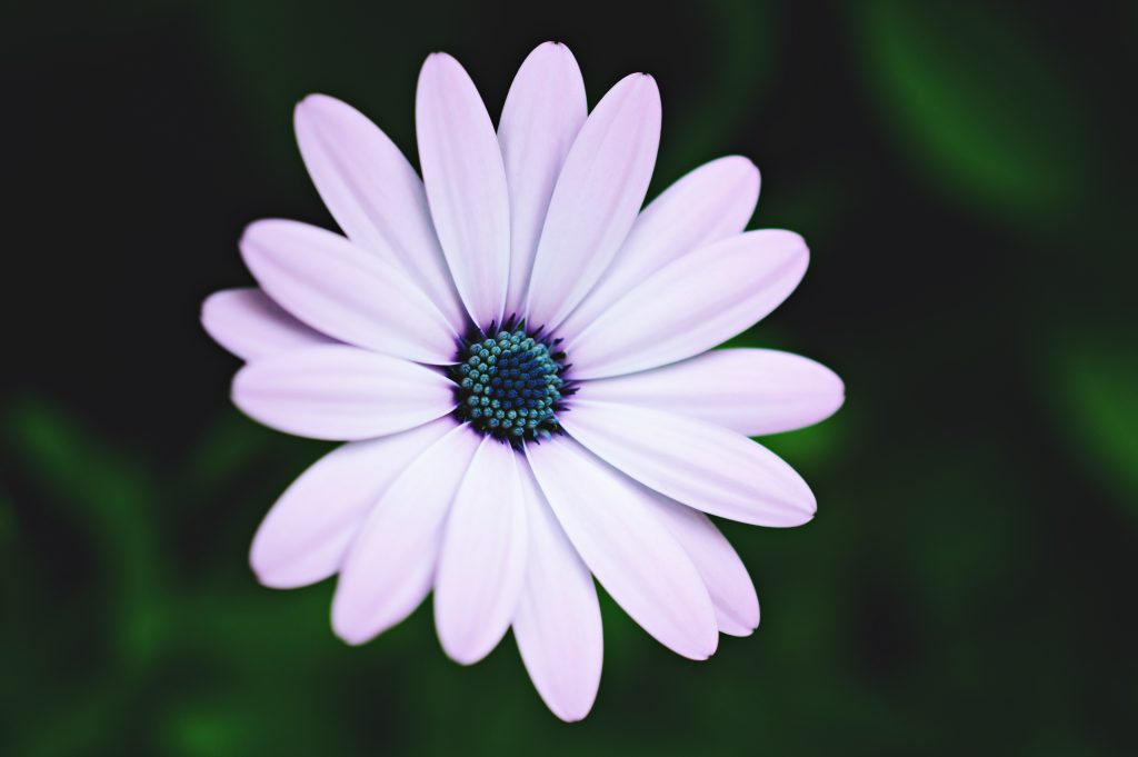 Il mio benessere è...il vedere le semplici meraviglie che ci circondano con occhi sempre pieni di stupore e immortalare ciò che osservo in uno scatto così che posso riammirarlo ogni volta che posso...