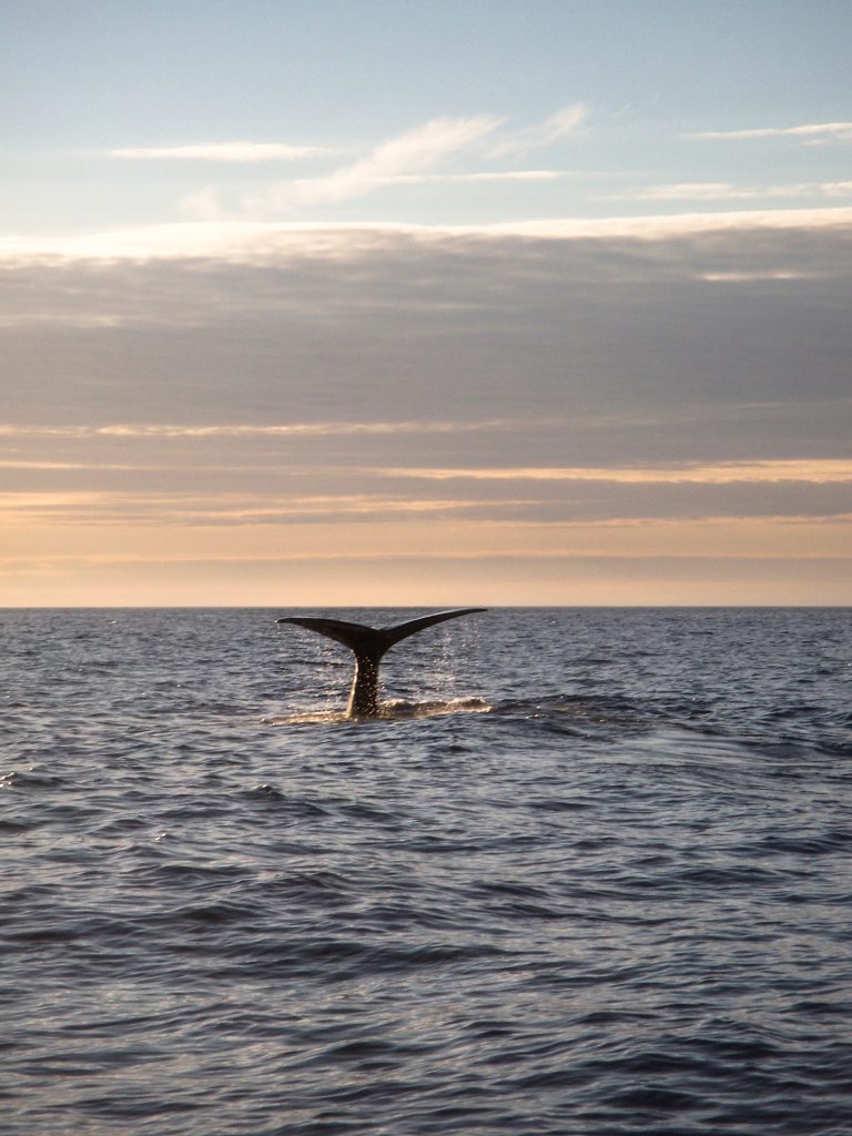 Il mio benessere é partire per lunghi viaggi verso destinazioni lontane; ho così potuto godere della meravigliosa opportunità di incontrare le magnifique balene nella località di Andenes, in Norvegia...sono stata fortunata a vederne un paio e ad immortalarle...non credevo ai miei occhi! Che spettacolo e che tramonto!