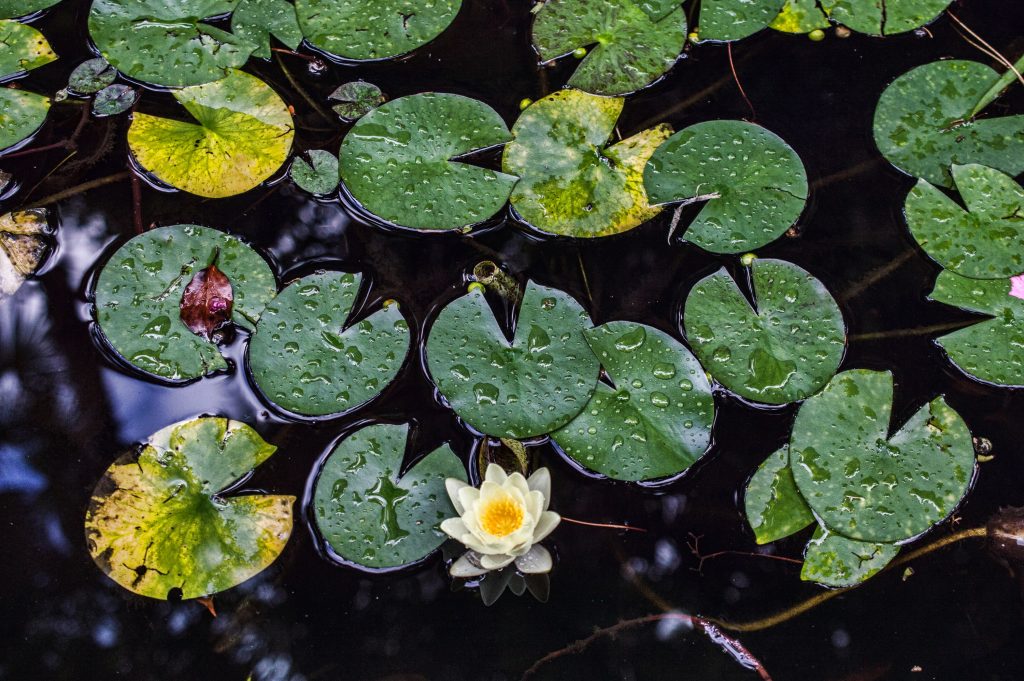 C’ é una gioia nei boschi inesplorati...Io non amo l’uomo di meno, ma la Natura di più.

(Dal film "Into the wild")