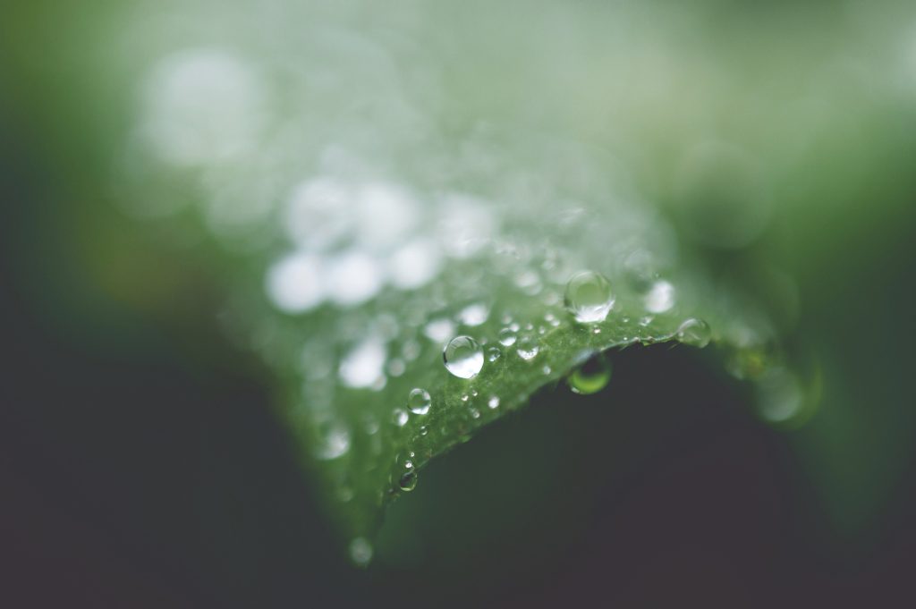 Il mio benessere è...camminare sul proprio terrazzo ed accorgersi che ci sono sempre meraviglie attorno a noi...la pioggia ha formato queste suggestive goccioline che si sono poggiate su una foglia dal colore verde vivido e che non ho potuto fare a meno di fotografare. La natura mi stupisce sempre...