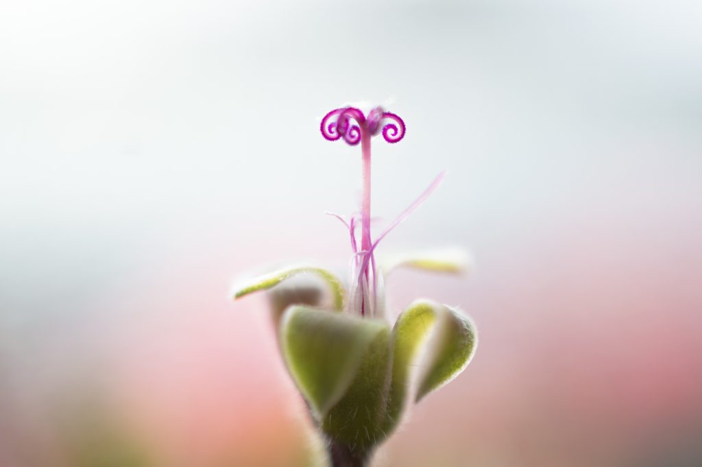 Il mio benessere é...la cura delle mie piante, giorno dopo giorno e assistere alla nascita di una nuova vita che é sempre fonte di benessere