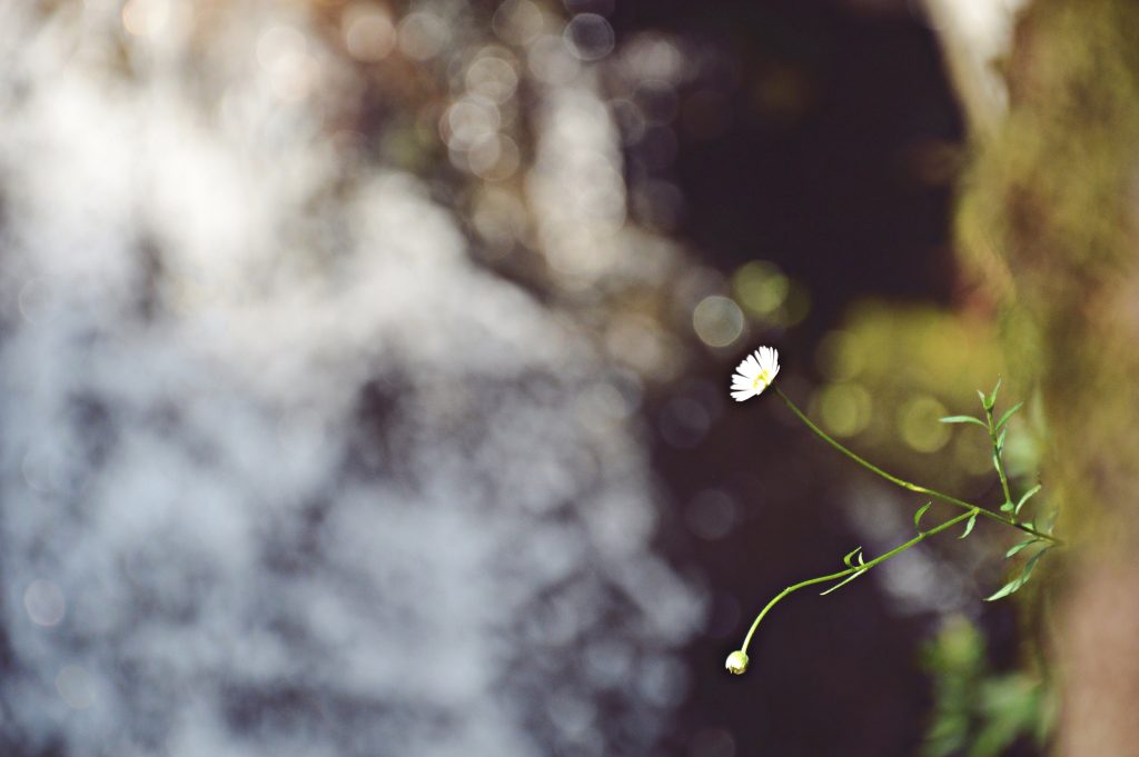 Il mio benessere è...anche durante una semplice passeggiata lungo un sentiero, scoprire le piccole meraviglie della natura: lo scroscio di una cascata e lo sbocciare di una nuova vita...

“In ogni passeggiata nella natura l’uomo riceve molto di più di ciò che cerca.” (John Miur)