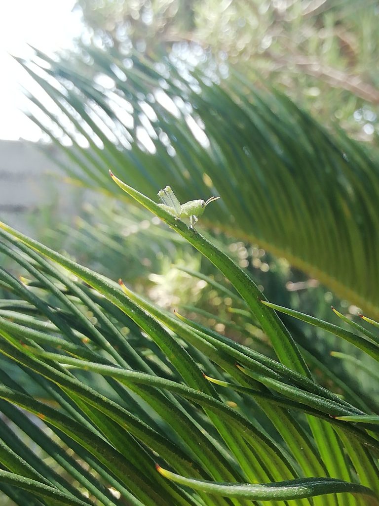 Il mio benessere é...meravigliarmi anche delle piccole e semplici cose...come in questo caso, é stato meraviglioso poter osservare e fotografare questo grillo che definirei davvero "minuscolo"...quante meraviglie in natura! Ne avete mai visto uno così piccolo?