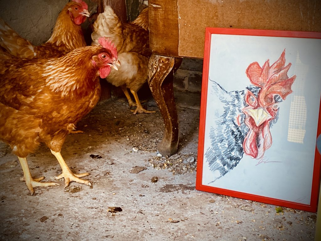 Vivere avvolta dalla natura, mangiare sano partendo dalla scelta di quello che mangio…il soggetto della foto è una delle mie galline grazie alle quali ho uova fresche ogni giorno. Mangio meglio e loro vivono libere e felici! Un bene per me e per loro! Amore per gli animali.