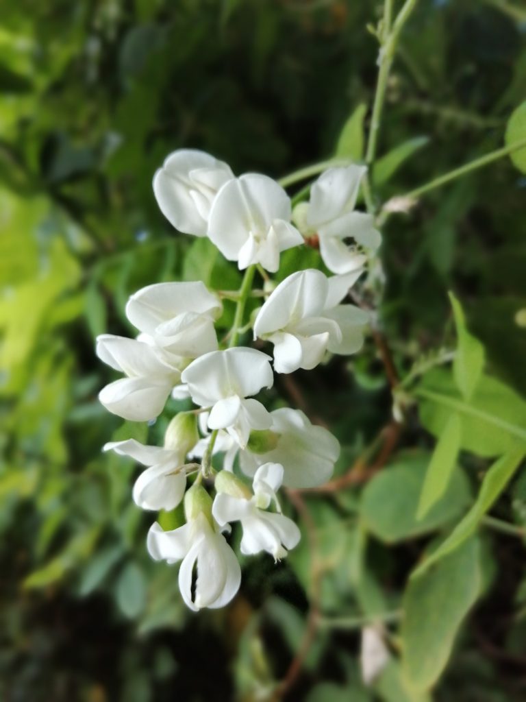 Immergermi nella natura e respirare il profumo delle acacie