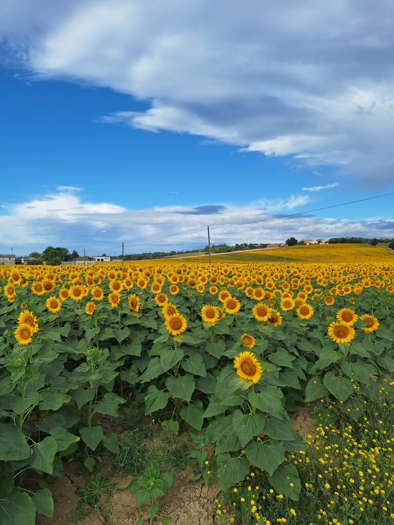 Fermarsi a vedere la bellezza della natura