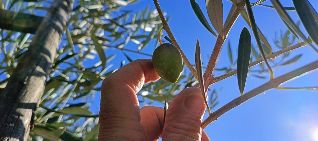 Il mio benessere è raccogliere le olive della mia terra, estrarre del buon olio per il fabbisogno della mia famiglia