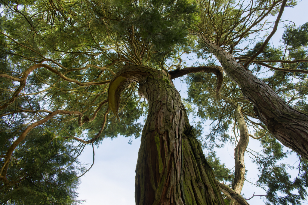 Il mio benessere è nei momenti in cui la natura riesce a sorprendermi. Guardando questo albero, vedo un grande abbraccio rivolto al mondo: le radici affondate nella terra, i rami aperti verso il cielo. È un'immagine che mi trasmette pace, forza e libertà, e mi ricorda che il vero benessere nasce dalla connessione con ciò che ci circonda.