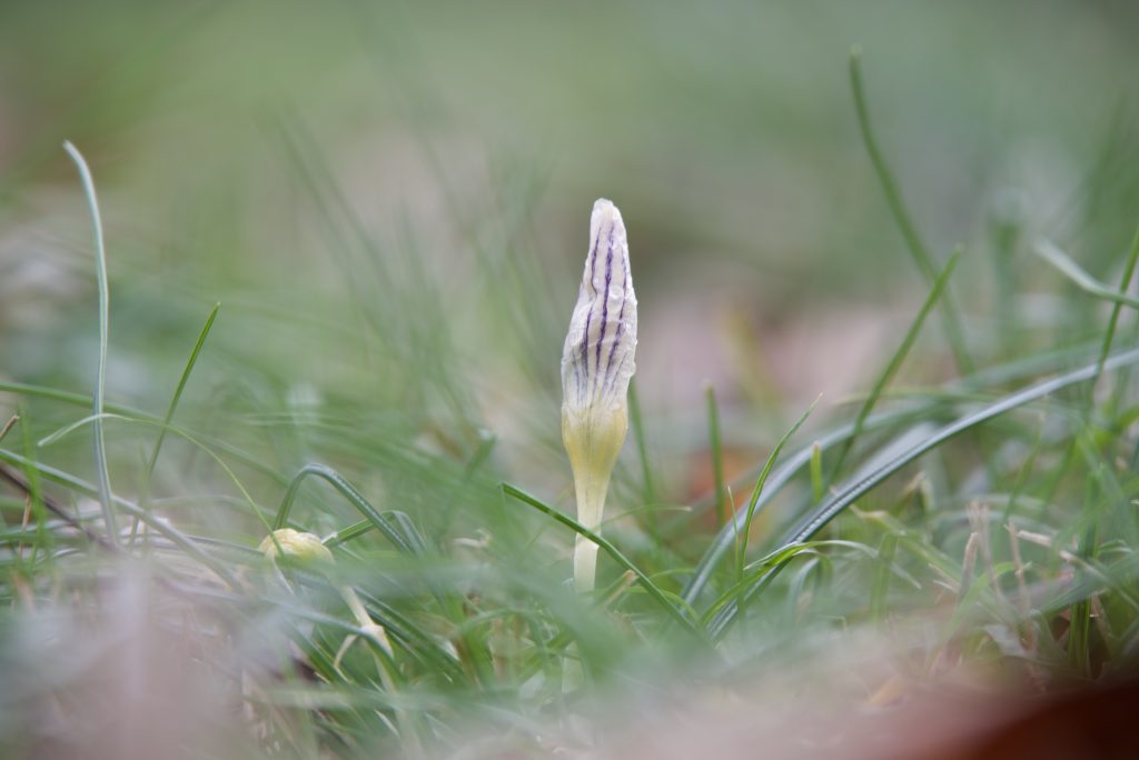 Il mio benessere è il risveglio della primavera: vedere spuntare i primi boccioli nell’erba, piccoli segni di vita che lentamente si trasformeranno in fiori, annunciando nuova vita e nuovi colori. È in quei momenti semplici e silenziosi che ritrovo serenità e meraviglia