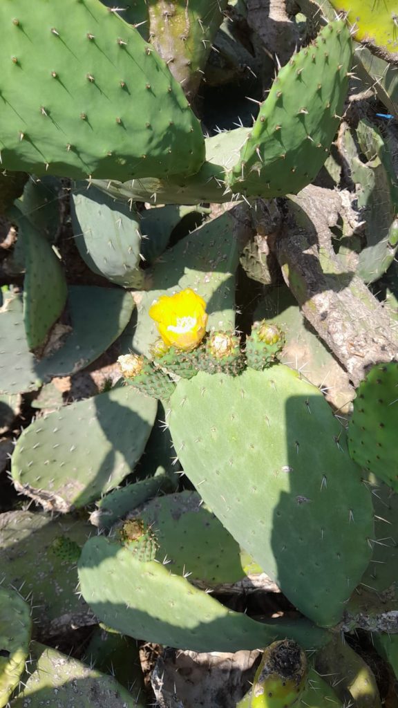 la bellezza e la bonta' della natura protette da tante spine