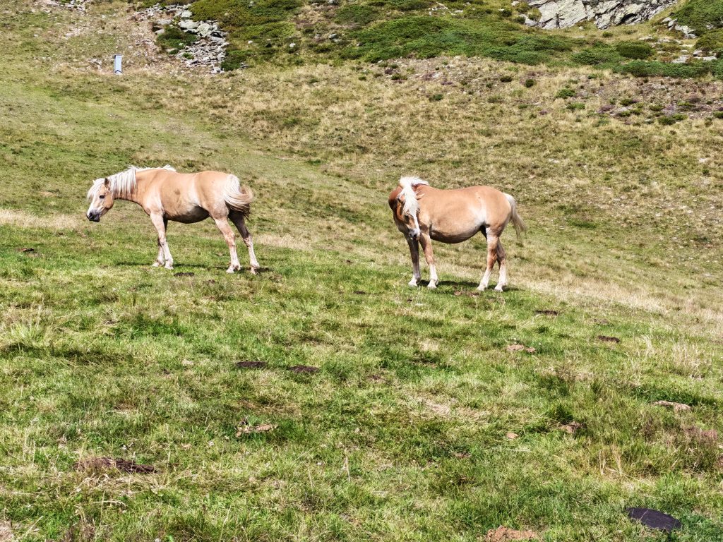 essere circondata da natura e animali