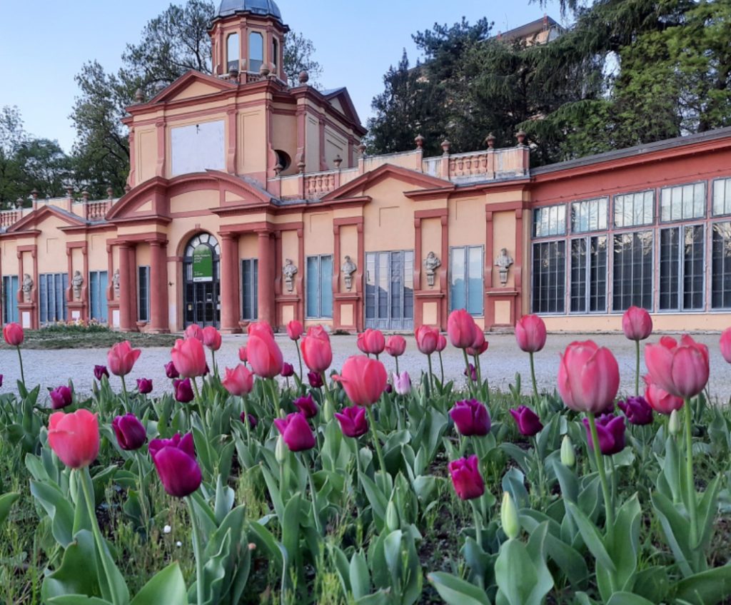 In primavera mi piace osservare come si risveglia la natura dopo il freddo. I primi sono tulipani del parco.