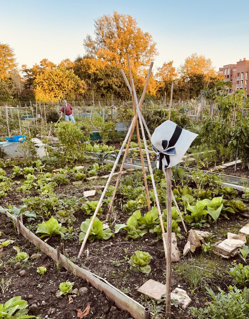 Consumare la verdura coltivata da me
