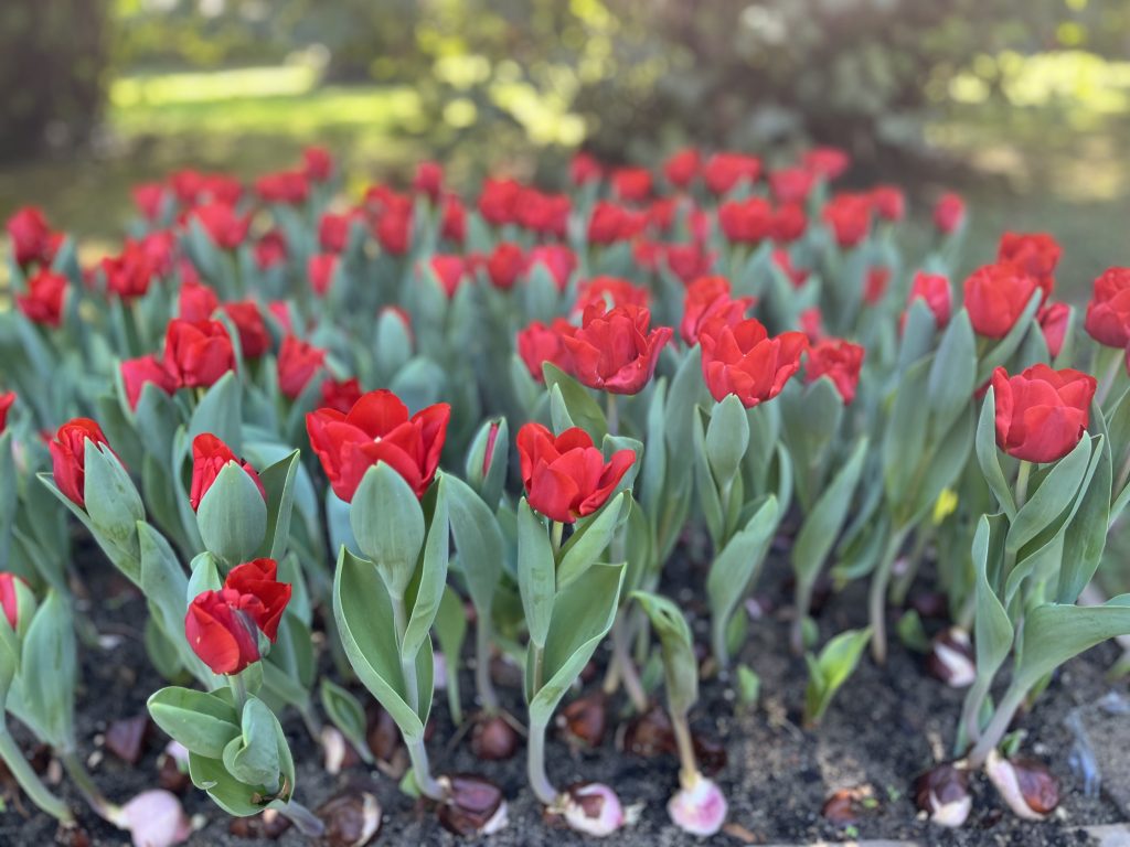 Uno dei fiori primaverili. Ora è il momento di fioritura. Al parco Sigurta si può ammirarli senza fare lo scalo per Olanda.