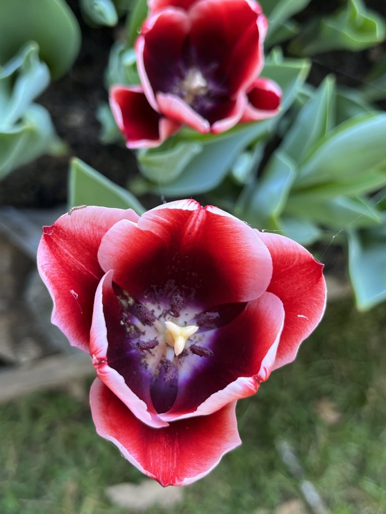 Mi piace la primavera: vederla mentre si sveglia piano piano riempie il mio cuore di gioia.
I tulipani sono i primi a fiorire, e il mio giardino si colora di tante specie e sfumature diverse. 🌷