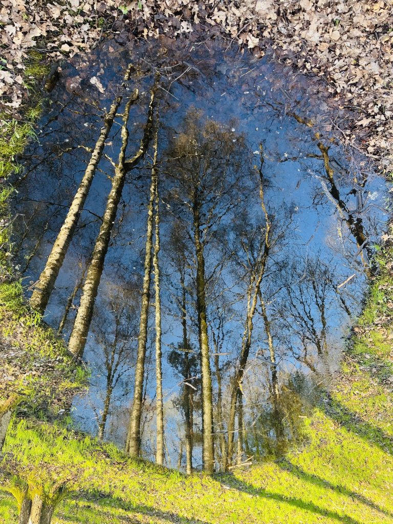 Dopo una bellissima e salutare passeggiata in bosco trovi uno splendido specchio che riflette gli alberi e le foglie.