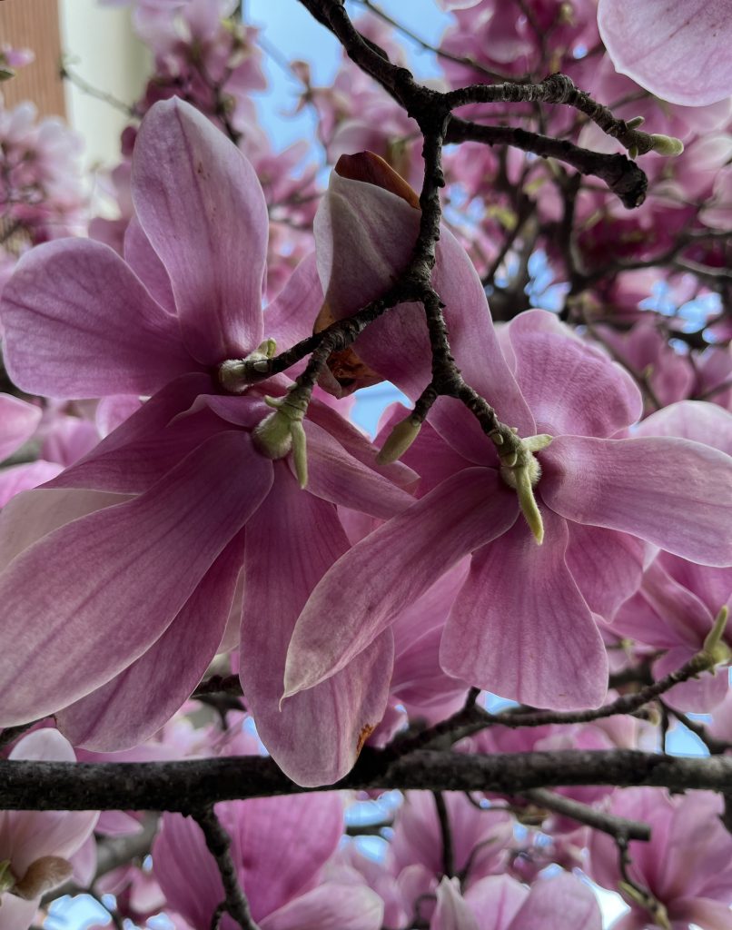 Il risveglio della natura mi fa gioire la mia anima