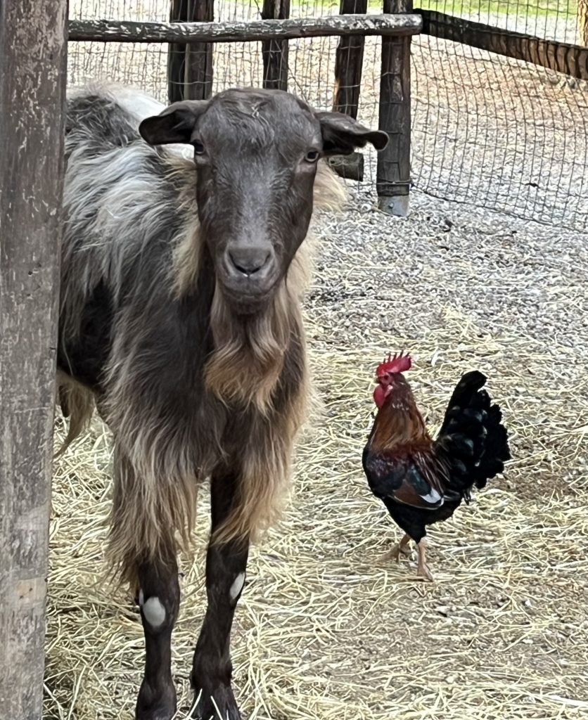 Avere qualche animale da cortile: latte e uova a km zero.