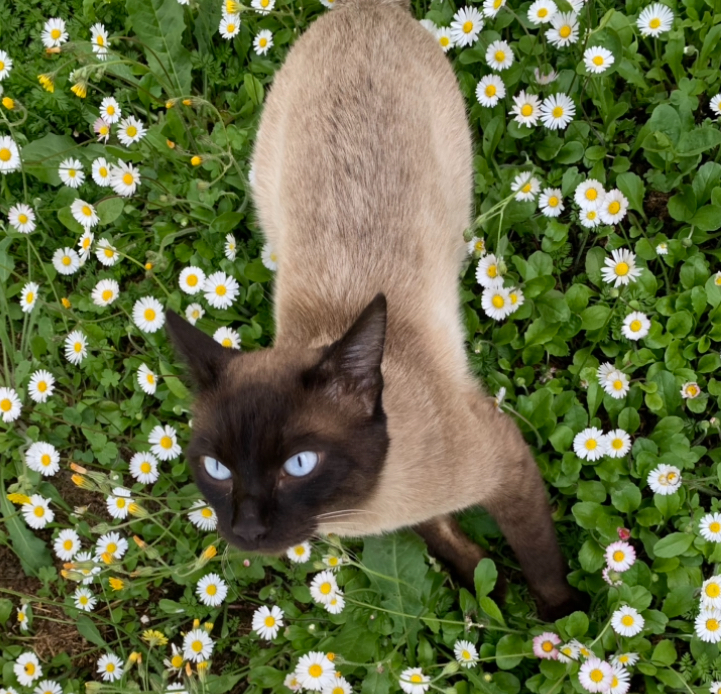 Cercare di comunicare con il mio amato gatto mentre scorrazza libero in giardino!