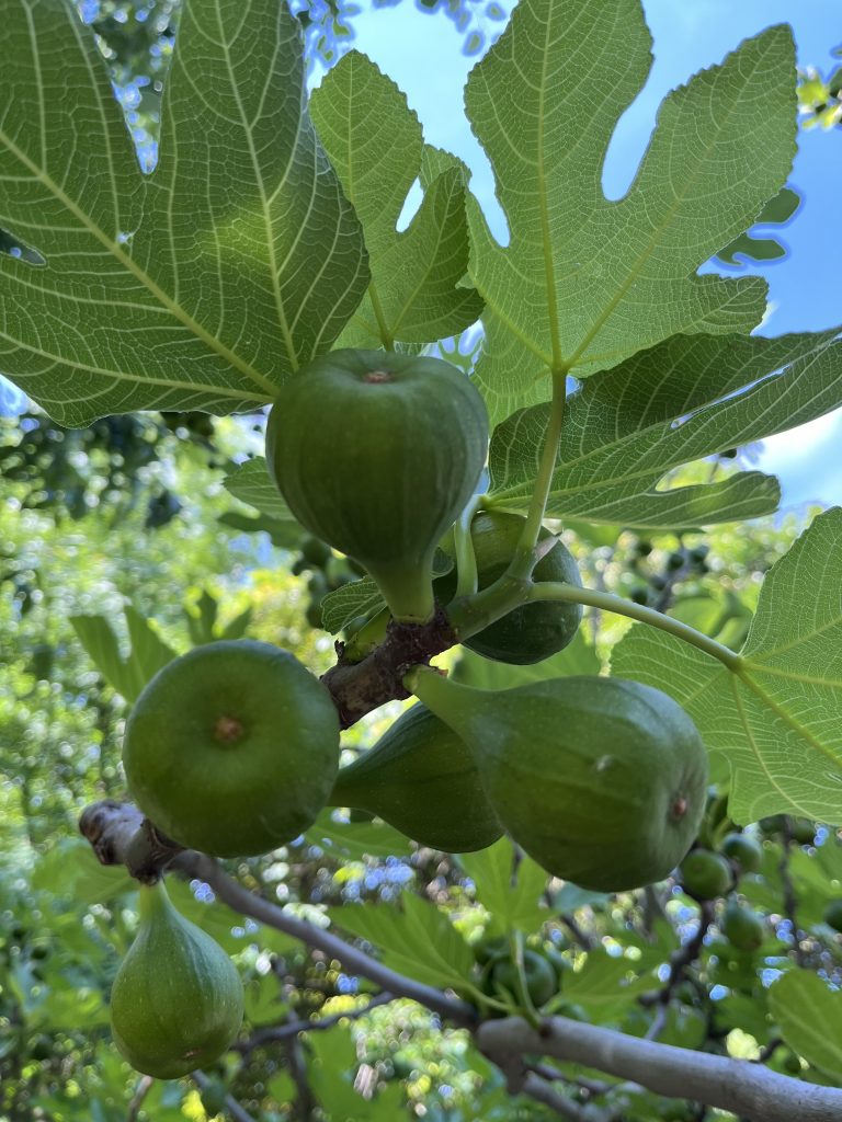 Non vedo l’ora che i fichi del mio giardino maturino.