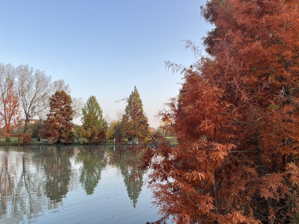 Ammiro il foliage mentre cammino ogni giorno nel parco. L’aria fresca mi riempie i polmoni e i colori dell’autunno mi scaldano il cuore.