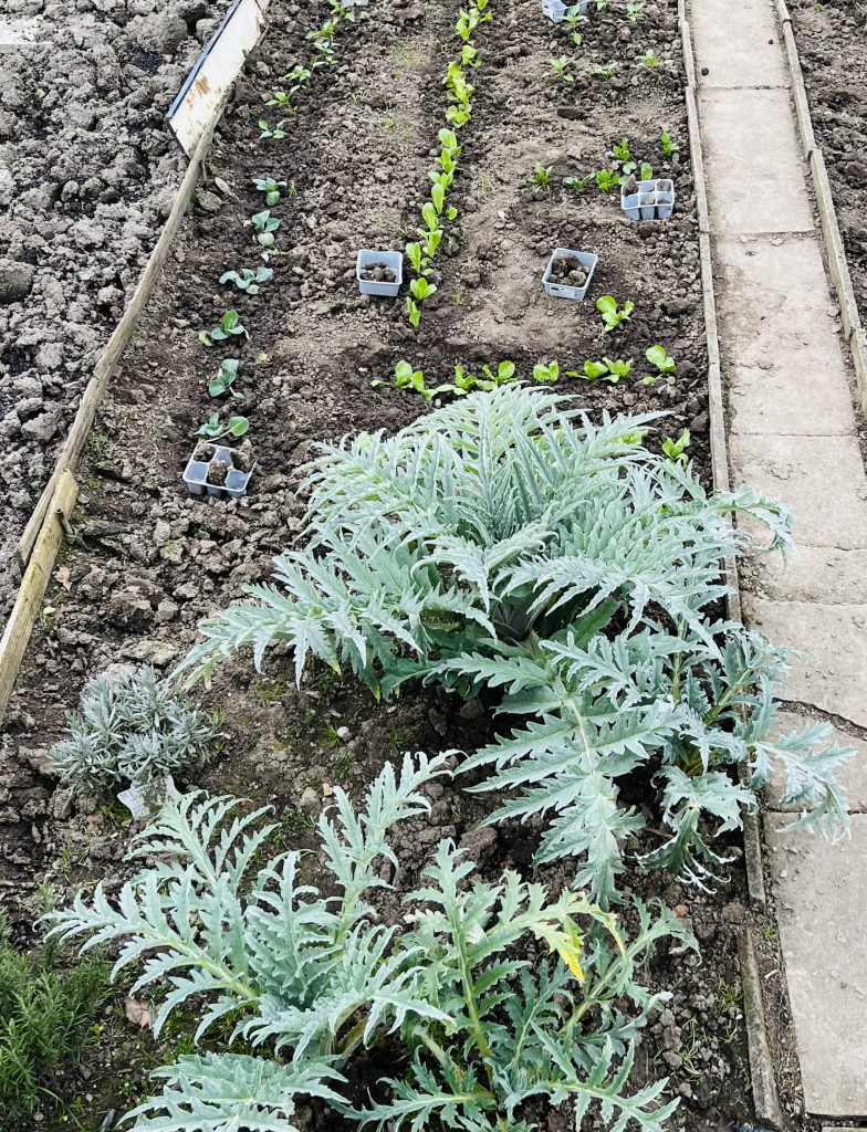 Coltivare le mie erbe aromatiche e insalate nell’orto.