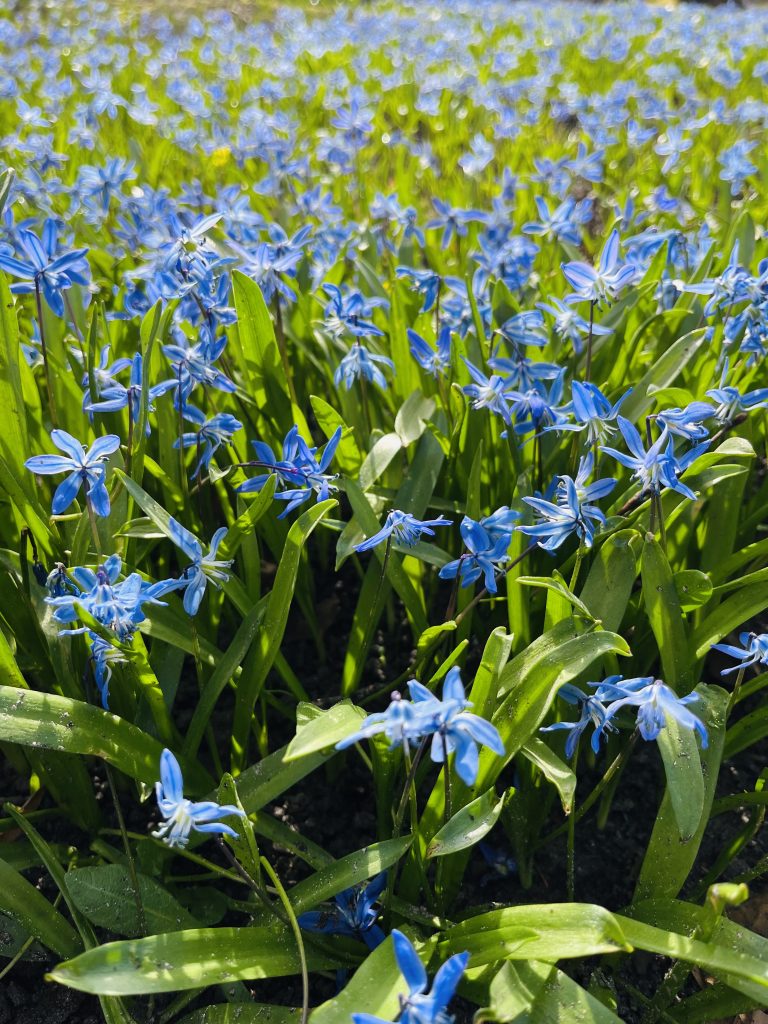 I fiori della primavera. Quanto è bello il campo fiorito!!!