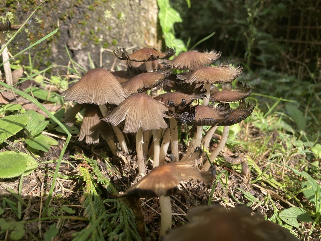 Il mio benessere è scorgere funghi appena spuntati in giardino, illuminati dal sole dopo un giorno di pioggia