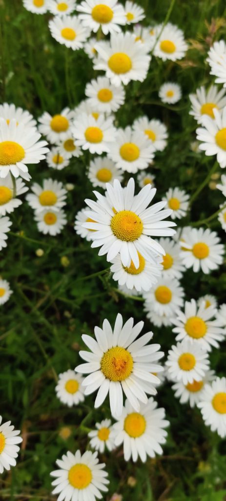 Il mio benessere è immergersi in un prato di margherite