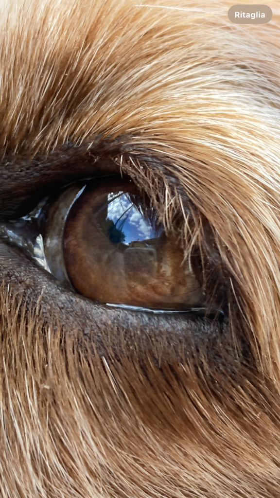 Il mio benessere è osservare il cielo riflesso negli occhi del mio cane