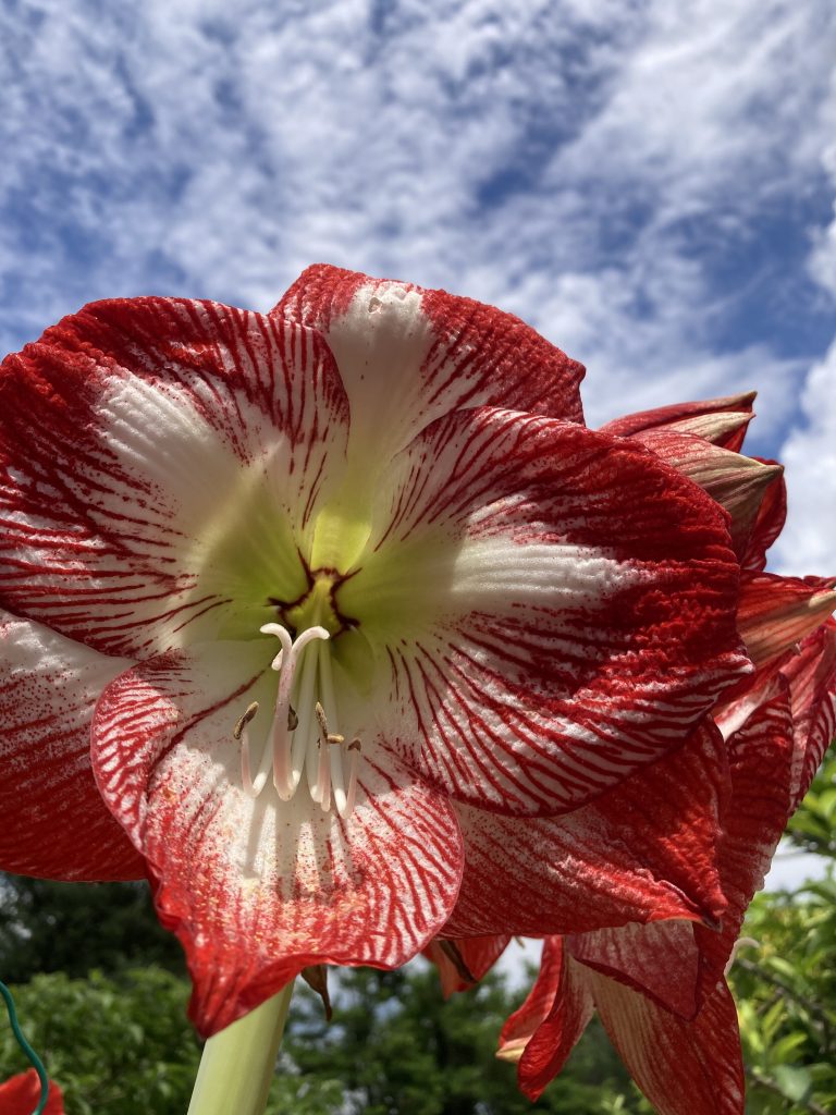 Il mio Benessere è osservare il mio fiore nascere e manifestare tutto il suo splendore