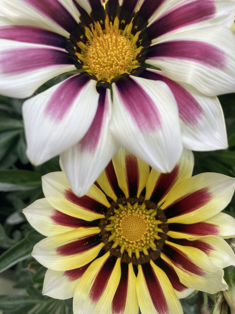 Il mio benessere è coltivare le mie gazanie