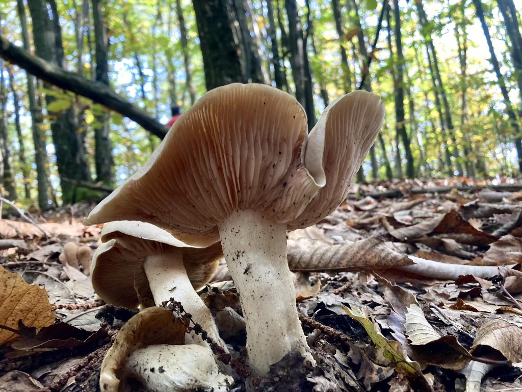 Il mio benessere è una passeggiata nel bosco.