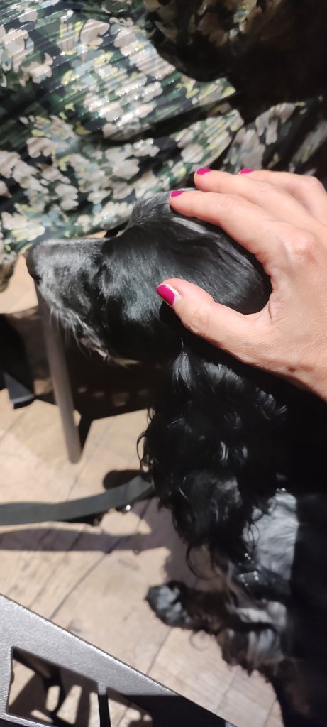 Percepire il benessere del cane carezza dopo carezza