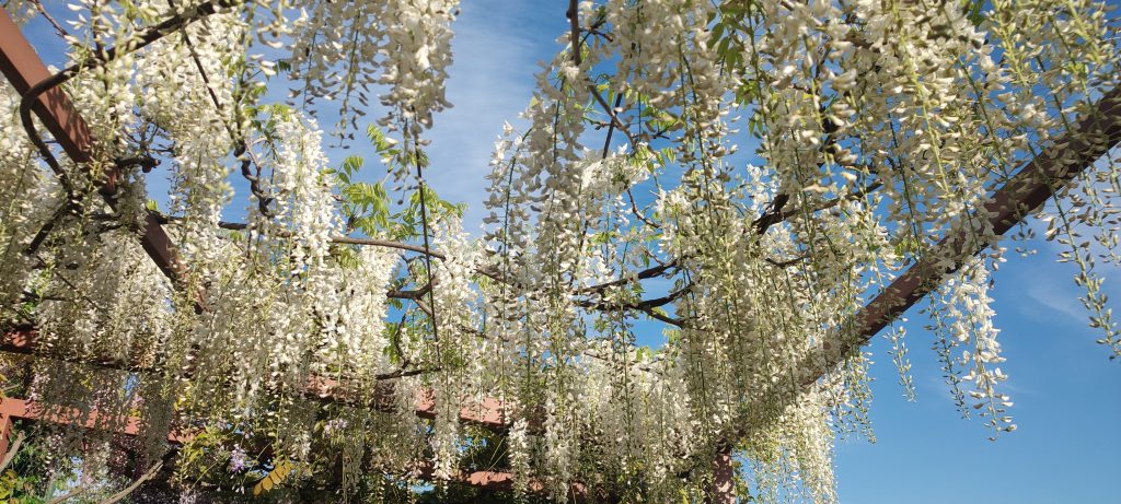 Chiudere un momento gli occhi, sentire il profumo della primavera, riaprirli e...trovarsi sotto un cielo di glicini!
