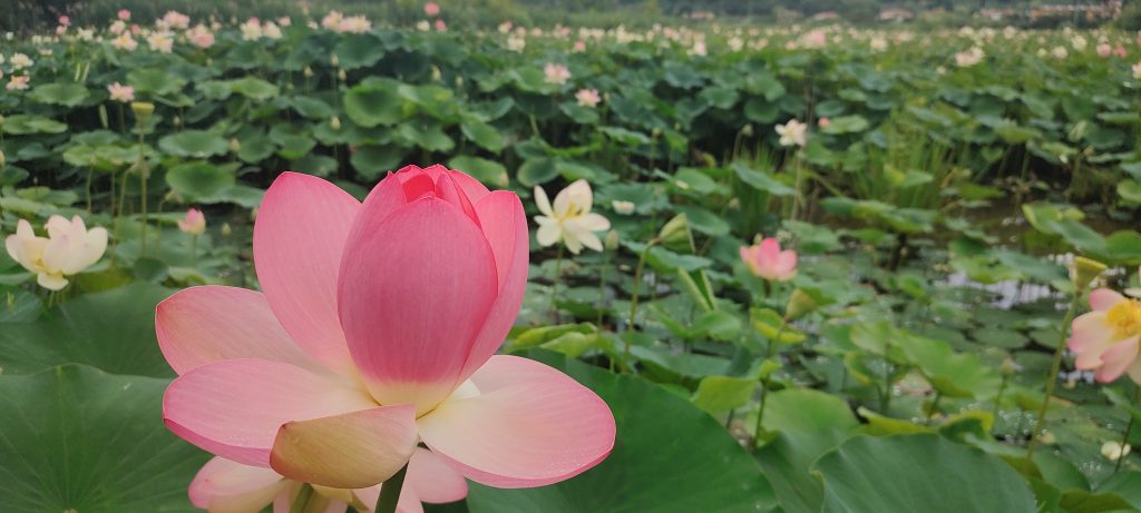 Stupirmi di fronte alle molteplici forme della vegetazione come ad esempio qua, circondata dai fiori acquatici del loto
