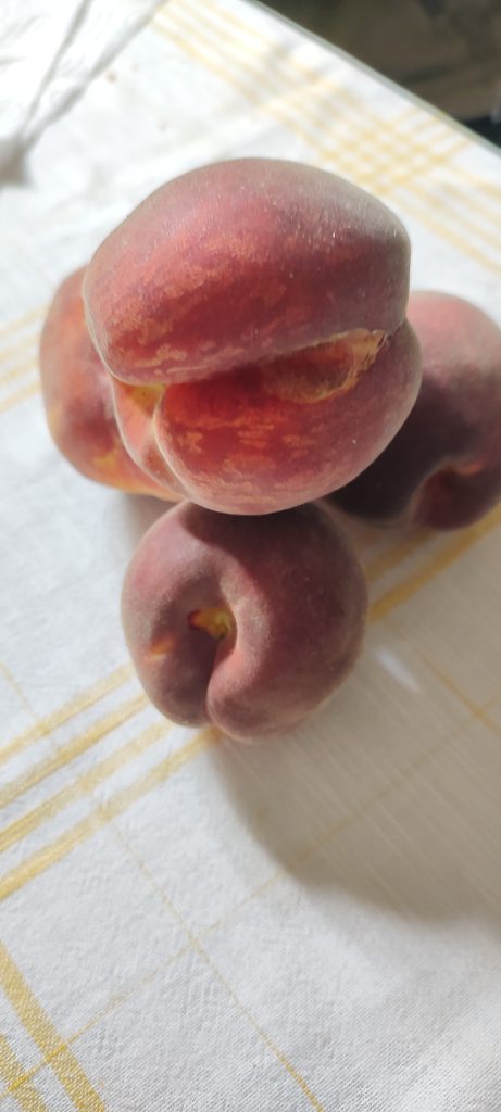 Gustare con gli occhi e col palato la frutta coltivata nel giardino di casa in città, fra mille difficoltà di clima, di terreno e di parassiti ma senza aver mai ceduto sui pesticidi!