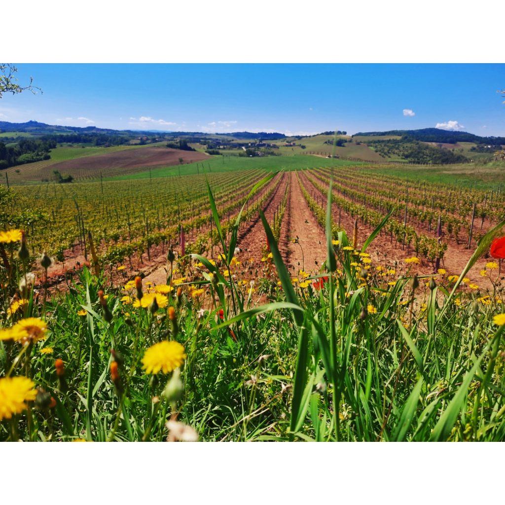 Il mio benessere è camminare per le colline del monferrato