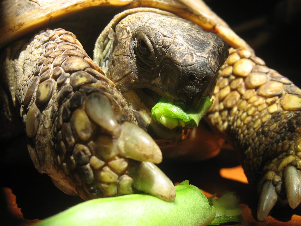 Il mio benessere è prendermi cura della mia tartaruga