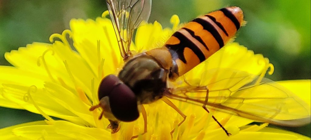 Dedicarmi alla mia passione,fotografare la natura